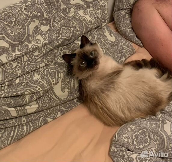 Кошечка Роза ищет дом