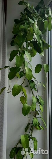 Стефанотис