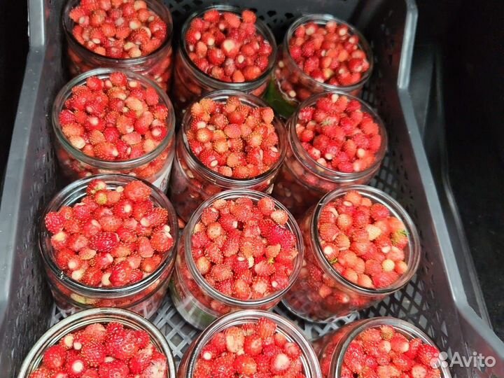 Земляника лесная