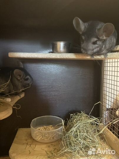 2 красотки шиншиллы с клеткой(витриной)