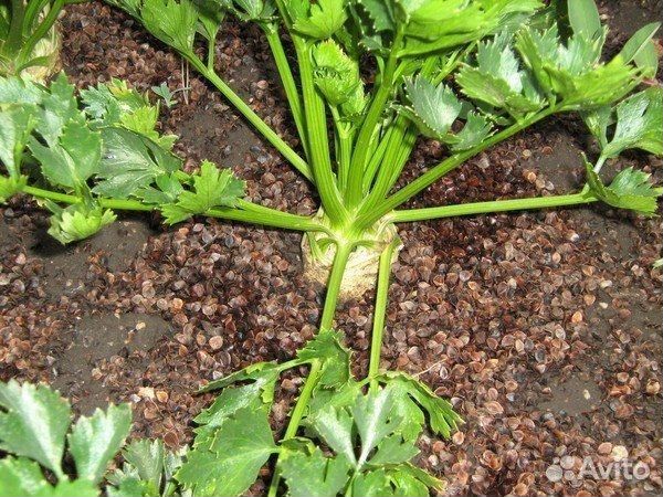 Шелуха лузга