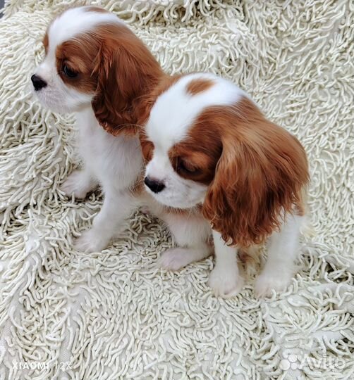 Кавалер Кинг Чарльз Спаниель