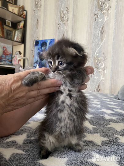 Вислоухий котик