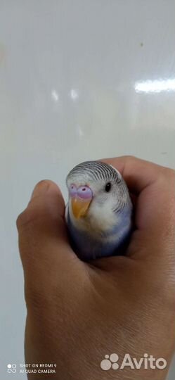 Волнистый попугай