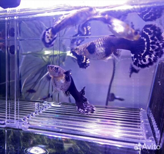 Гуппи чистая линия