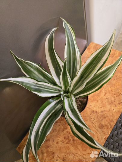 Драцена куст