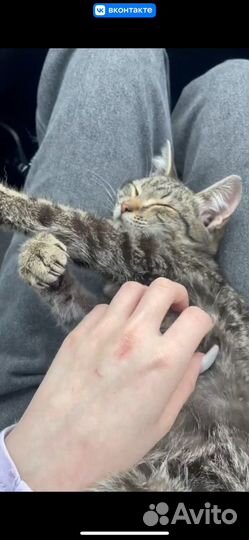 Котик домашний