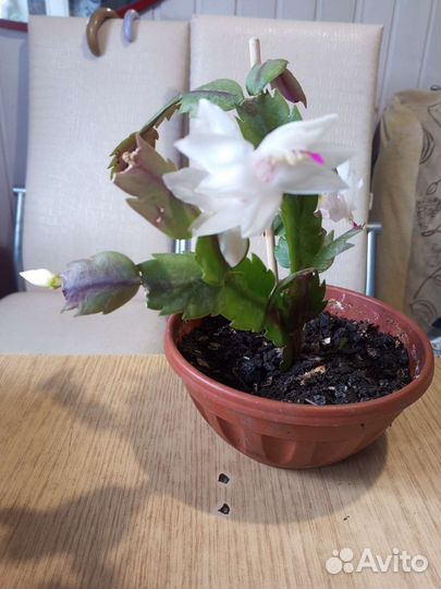 Декабрист белый