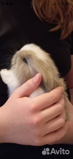 Декоративные карликовые кролики