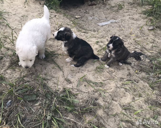 Щенки