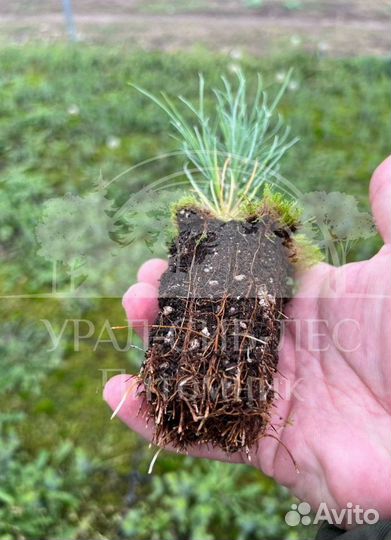 Предзаказ Лиственница Сибирская зкс сеянцы