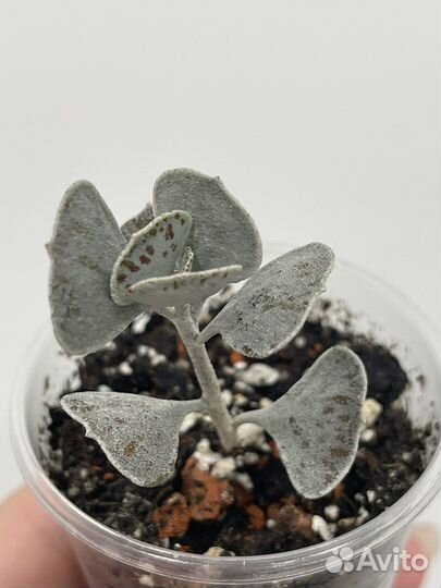 Каланхоэ разные сорта, суккуленты