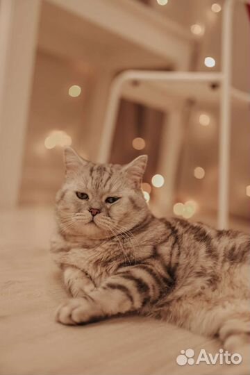 Передержка кошек и собак, Зооняня