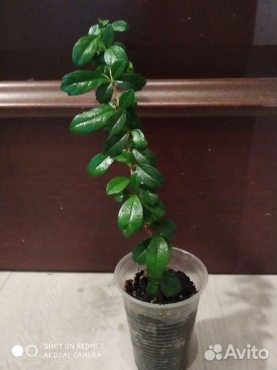 Фиттония, кармона