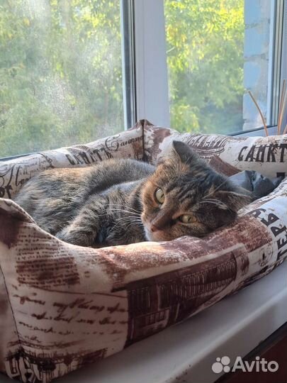 Передержка кошек (котов)