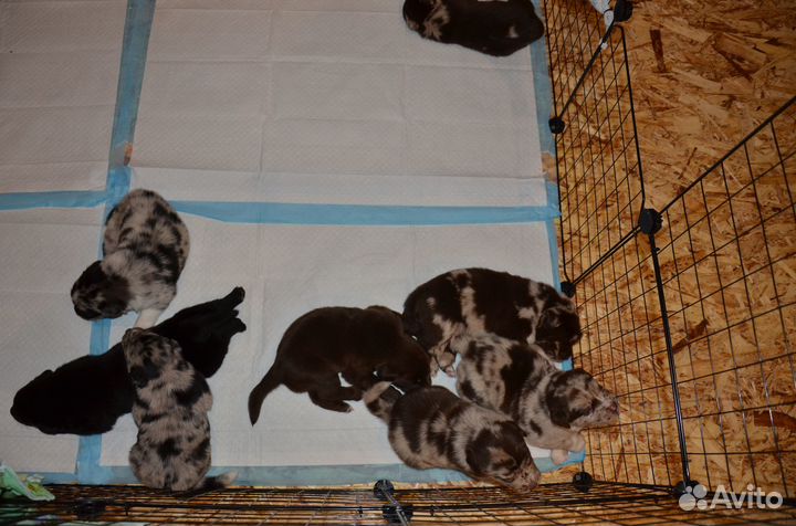 Щенки (мама Лабрадор папа Аусси)