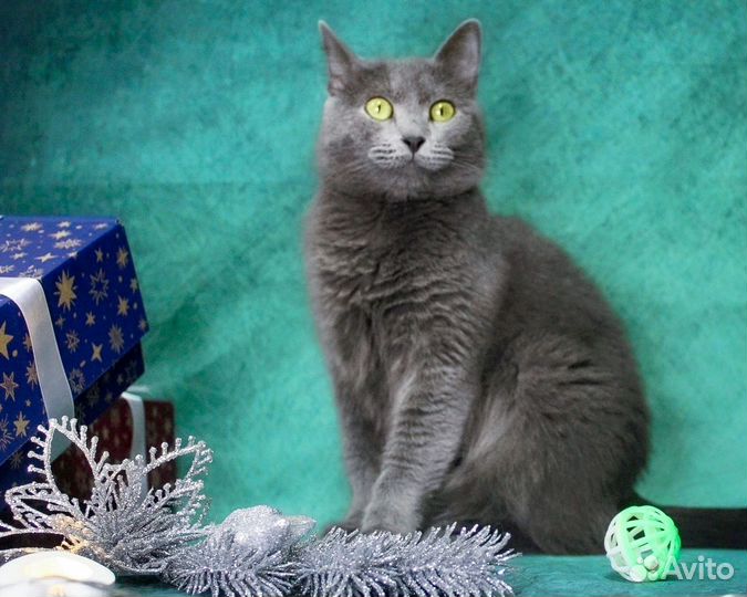 Кошка Плюша в добрые руки