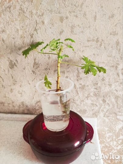 Герань душистая лечебная