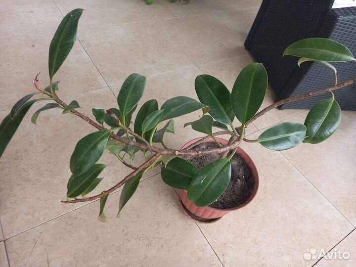 Фикус каучуконосный с горшком
