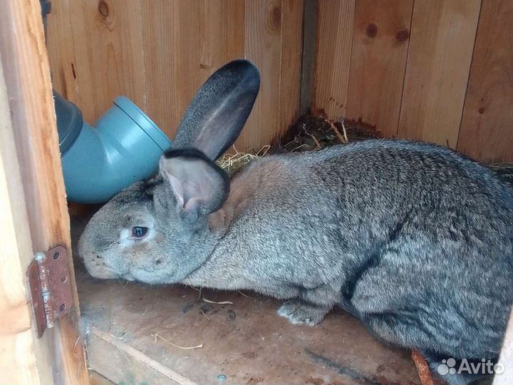 Кролики Ризен