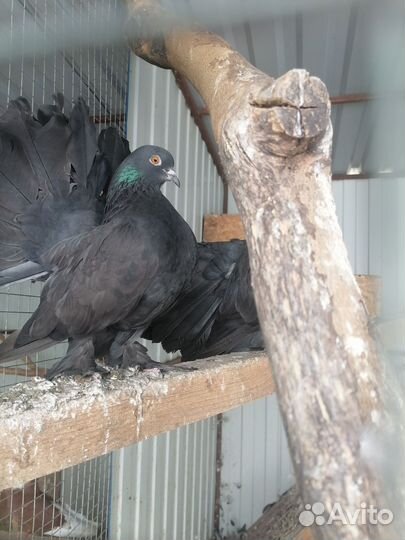 Голубь кинг