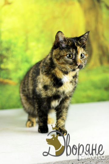 Кошечка Марина Юрьевна