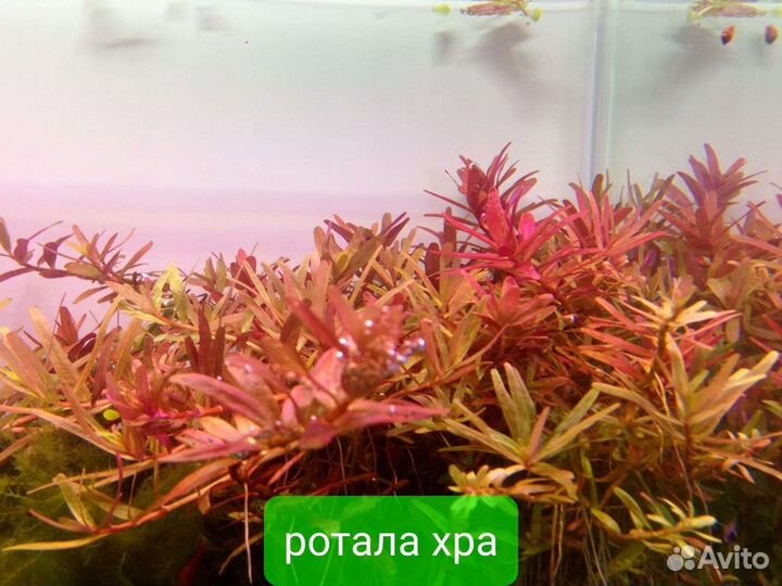 Аквариумные растения