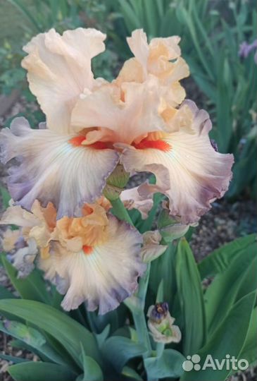 Ирисы сортовые