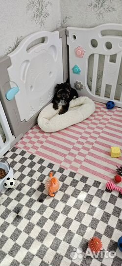 Йоркширский терьер, мальчик