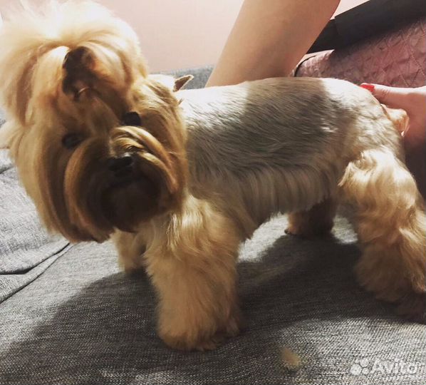 Стрижка собак