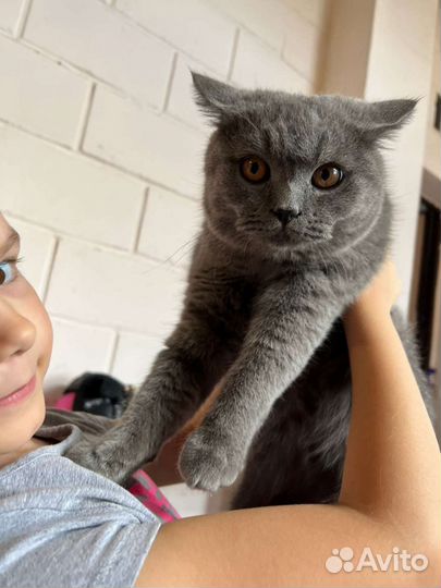 Британский кот в добрые руки