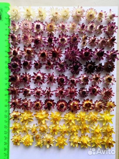 Гелихризум сухоцветы