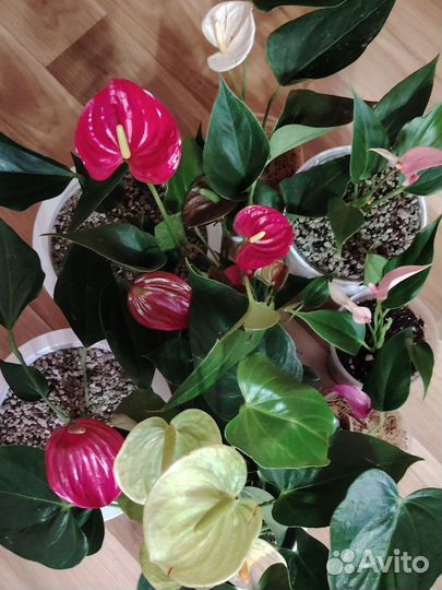 Комнатные цветы антуриум