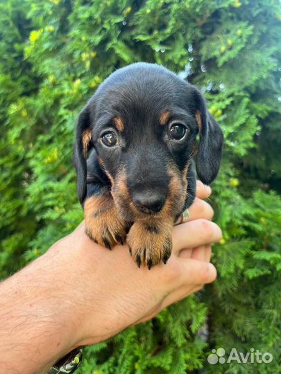 Щенки кроличьей таксы