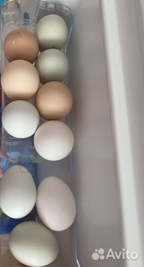 Яйцо на инкубацию