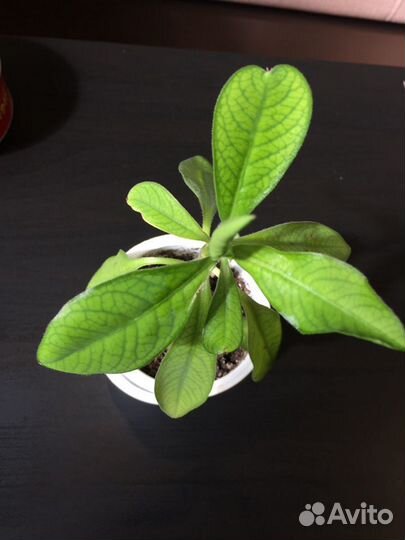 Синадениум Гранта-Дерево любви