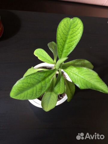 Синадениум Гранта-Дерево любви