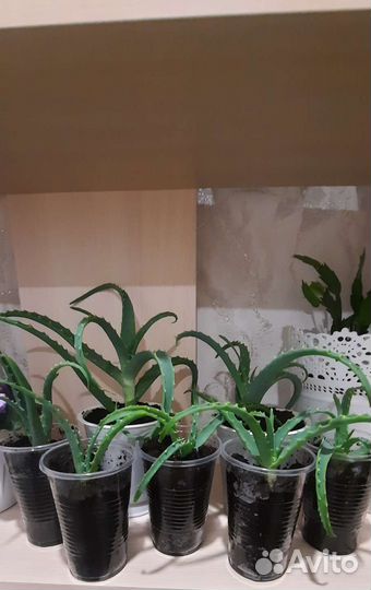 Алоэ лечебный