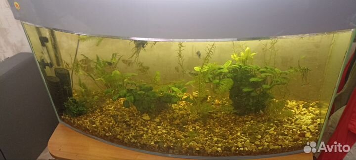 Аквариумы, рыбки, куча аквариумного барахла