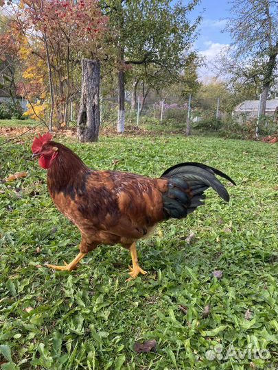 Продаю петушков
