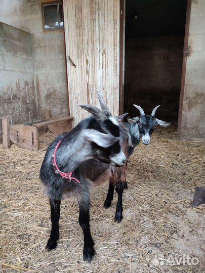 Козлята