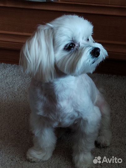 Мальтезе мини 3кг