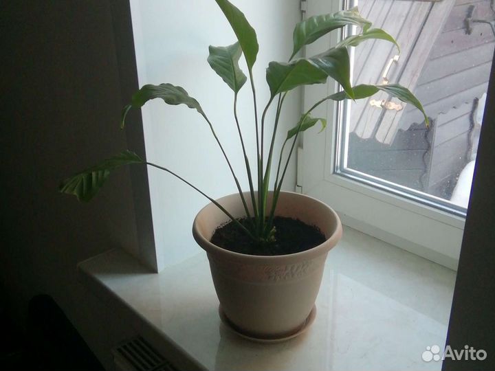 Спатифиллум