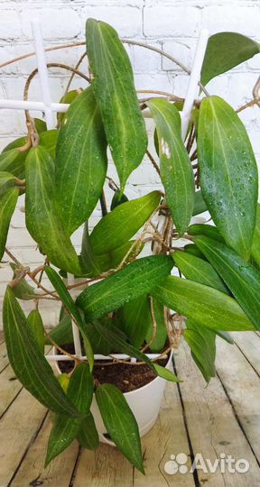 Хойи срезом