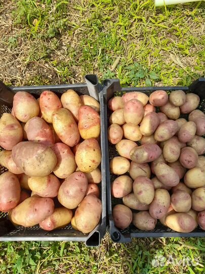 Продаётся домашний картофель