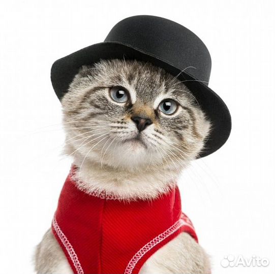 Мебельные купоны, велюр, 70см*70см