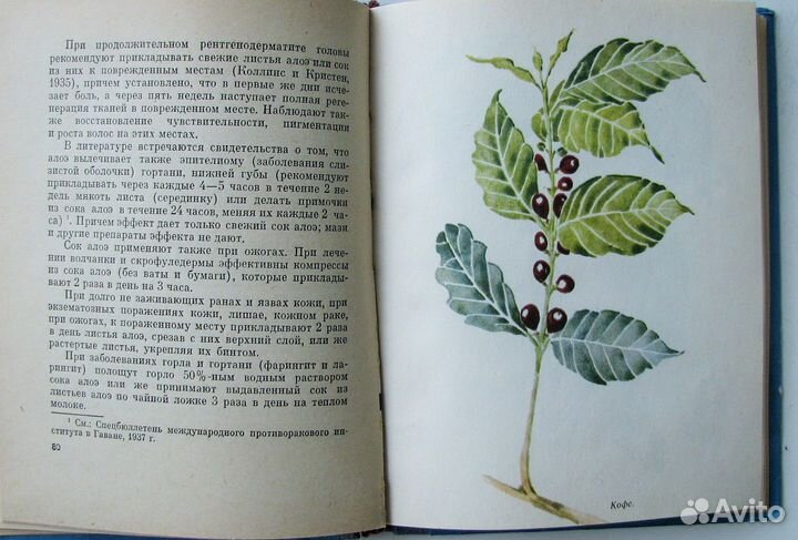 Приходько С. Лечебница на подоконнике