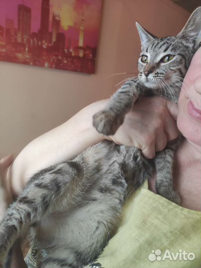 Кошка в дар