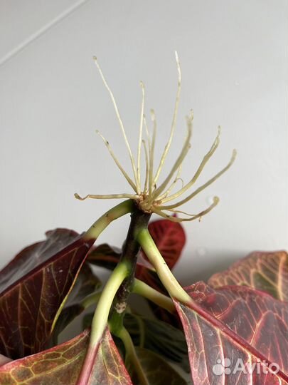 Кротон (Кодиеум пёстрый)
