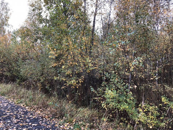 Участок 11,7 сот. (СНТ, ДНП)